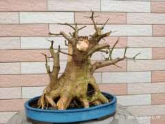 对节白蜡下山桩小矮霸 可以吗 图片