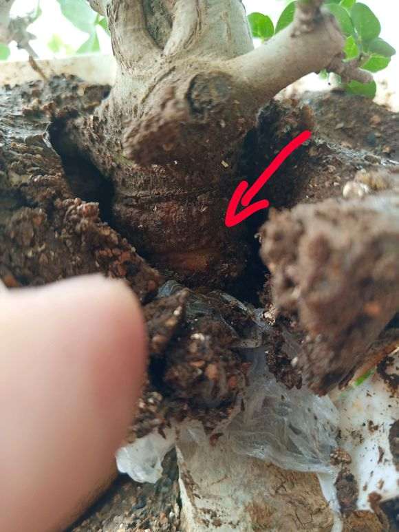 对节白蜡下山桩怎么高压环剥的方法 图片