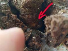 对节白蜡下山桩怎么高压环剥的方法 图片