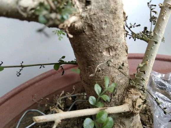 对节白蜡下山桩新芽 发黑枯萎 怎么办