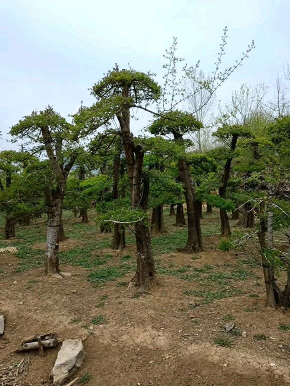 对节白蜡下山桩又快到修剪的时候 图片