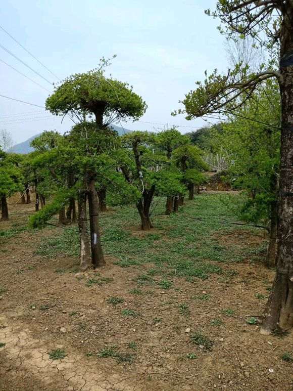 对节白蜡下山桩又快到修剪的时候 图片