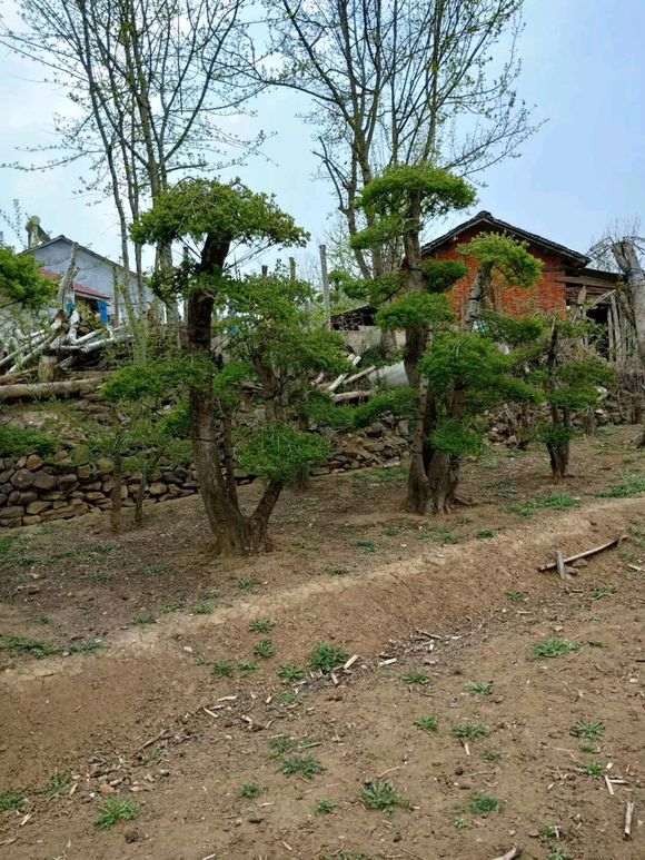 对节白蜡下山桩又快到修剪的时候 图片