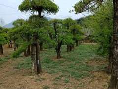 对节白蜡下山桩又快到修剪的时候 图片