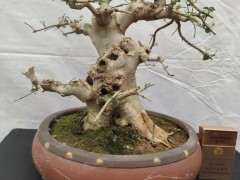 对节白蜡下山桩 根系受损 怎么办 图片