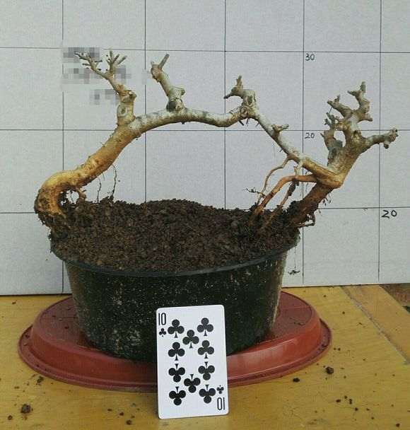 微形对节白蜡下山桩 180 贵吗 图片