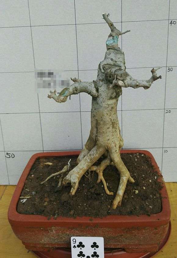 微形对节白蜡下山桩 180 贵吗 图片