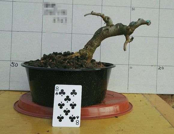 微形对节白蜡下山桩 180 贵吗 图片