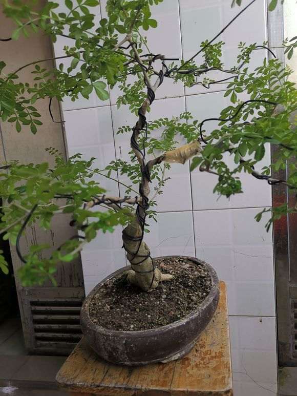 为什么对节白蜡下山桩以修剪为主 图片