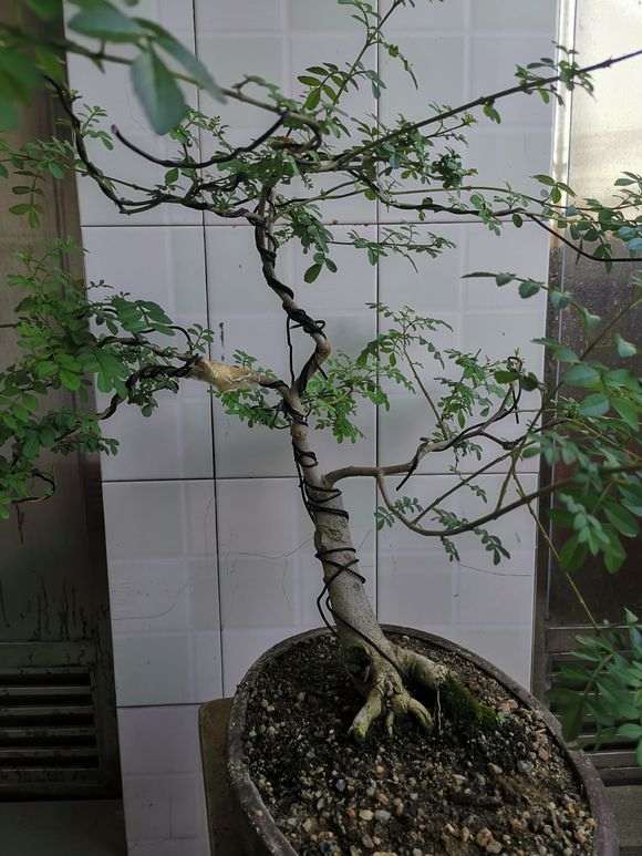 为什么对节白蜡下山桩以修剪为主 图片