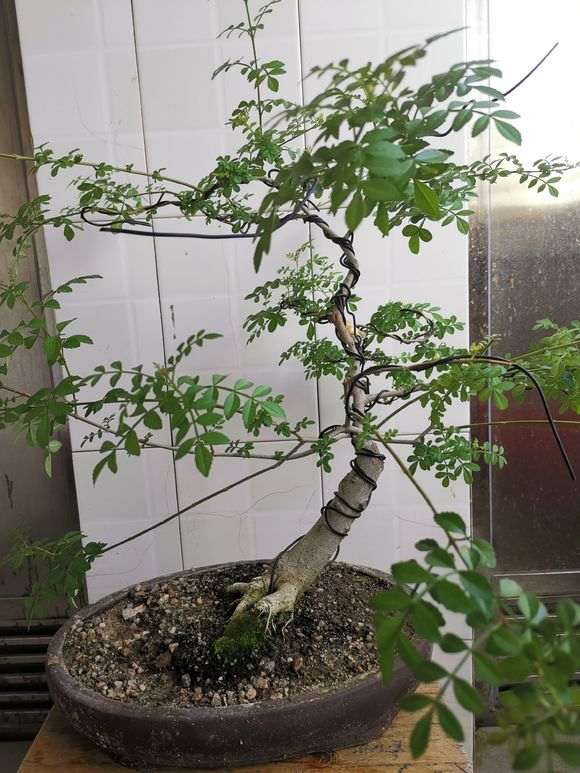 为什么对节白蜡下山桩以修剪为主 图片