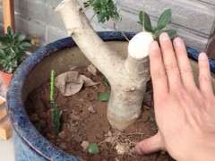 对节白蜡下山桩7分沙3分土 效果好