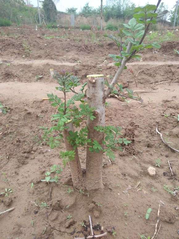 为什么对节白蜡下山桩叶子长成这样 图片