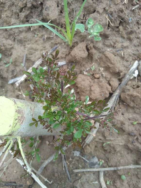 为什么对节白蜡下山桩叶子长成这样 图片