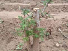 为什么对节白蜡下山桩叶子长成这样 图片