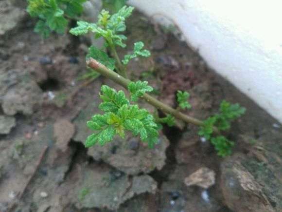 对节白蜡下山桩怎么扦插的方法 图片