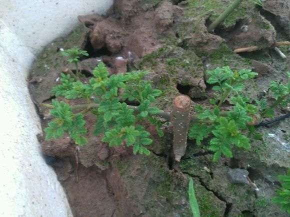 对节白蜡下山桩怎么扦插的方法 图片