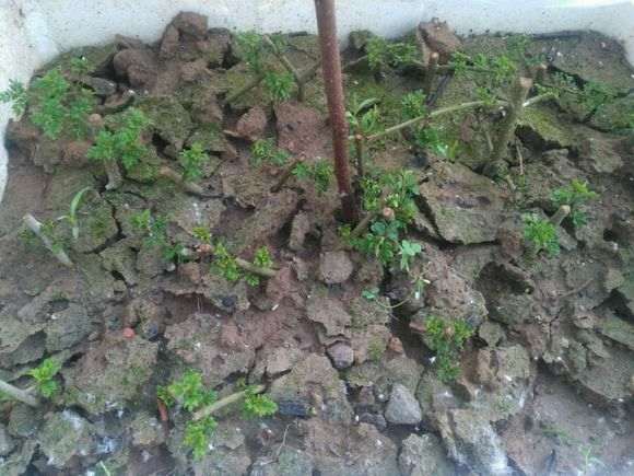 对节白蜡下山桩怎么扦插的方法 图片