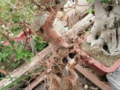 对节白蜡下山桩不发芽怎么办 图片