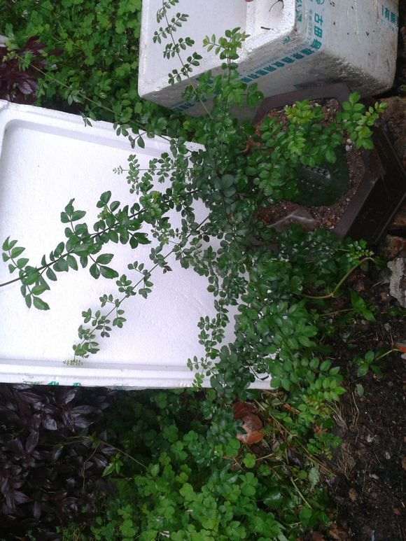 对节白蜡下山桩怎么修剪蟠扎的方法