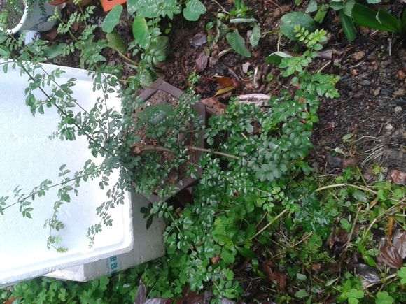 对节白蜡下山桩怎么修剪蟠扎的方法