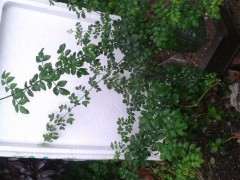 对节白蜡下山桩怎么修剪蟠扎的方法