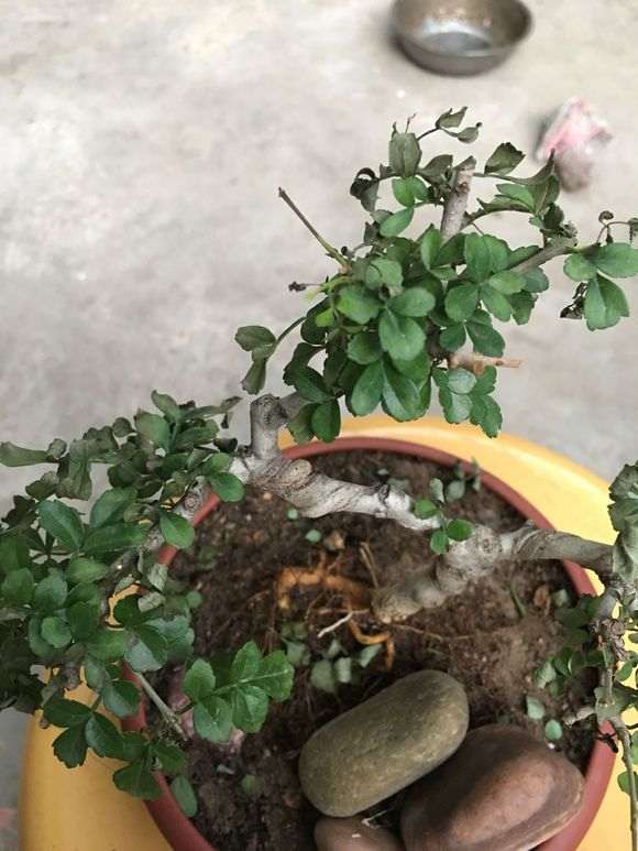 对节白蜡下山桩叶子枯萎 怎么办 图片