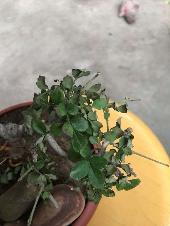 对节白蜡下山桩叶子枯萎 怎么办 图片