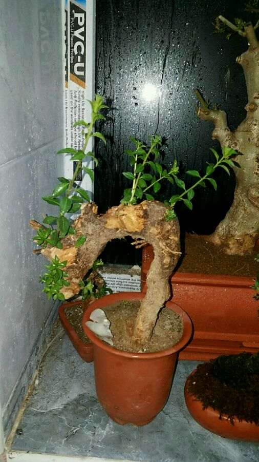 室内对节白蜡下山桩 出芽了 怎么样 图片