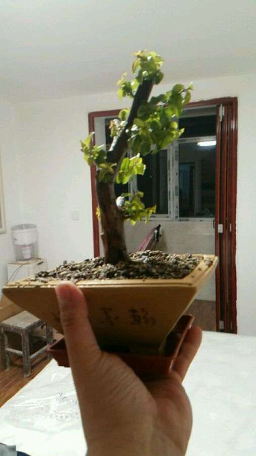 室内对节白蜡下山桩 出芽了 怎么样 图片