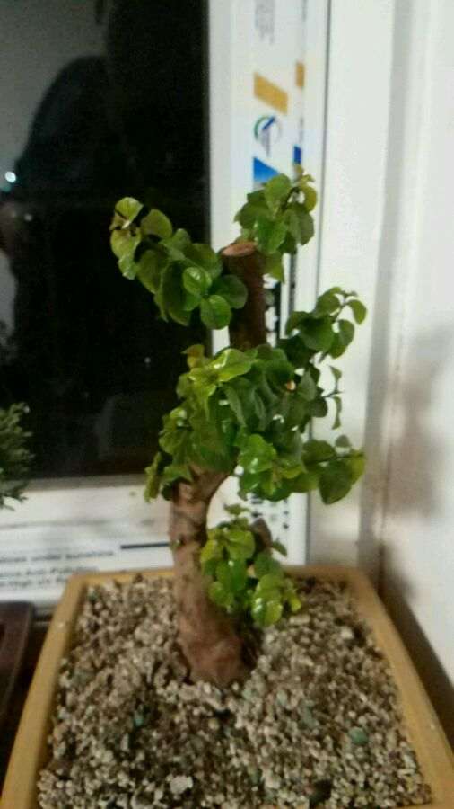 对节白蜡下山桩 全掉叶了 怎么办 图片