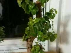 对节白蜡下山桩 全掉叶了 怎么办 图片