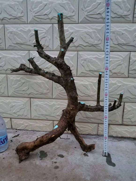 对节白蜡下山桩怎么配置土壤 图片