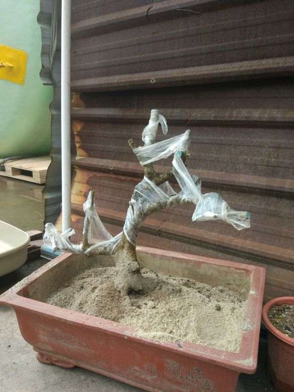 对节白蜡下山桩怎么配置土壤 图片