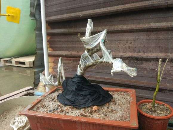 为什么对节白蜡下山桩修复能力超强 图片