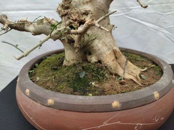 为什么对节白蜡下山桩修复能力超强 图片