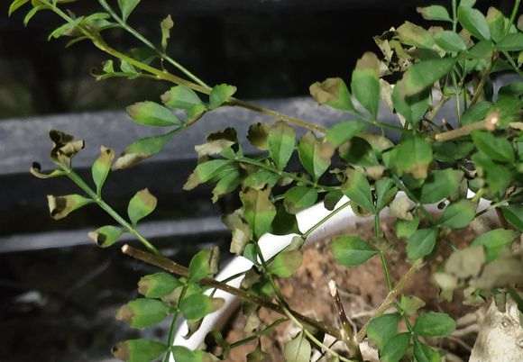 对节白蜡下山桩 叶子干枯 怎么办 图片