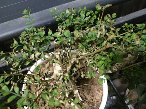 对节白蜡下山桩 叶子干枯 怎么办 图片