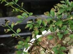 对节白蜡下山桩 叶子干枯 怎么办 图片