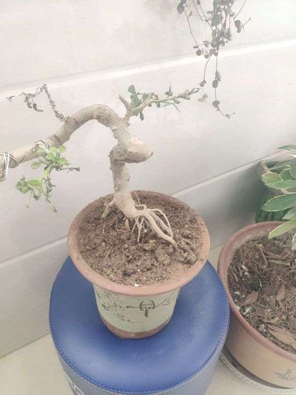 对节白蜡下山桩叶子压坏了 还能活吗