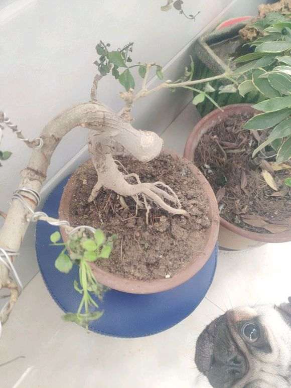 对节白蜡下山桩叶子压坏了 还能活吗