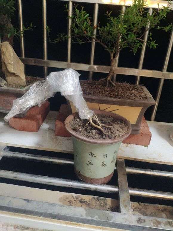 对节白蜡下山桩叶子压坏了 还能活吗