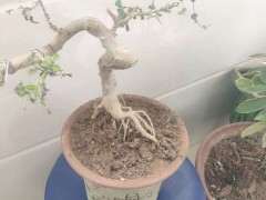 对节白蜡下山桩叶子压坏了 还能活吗