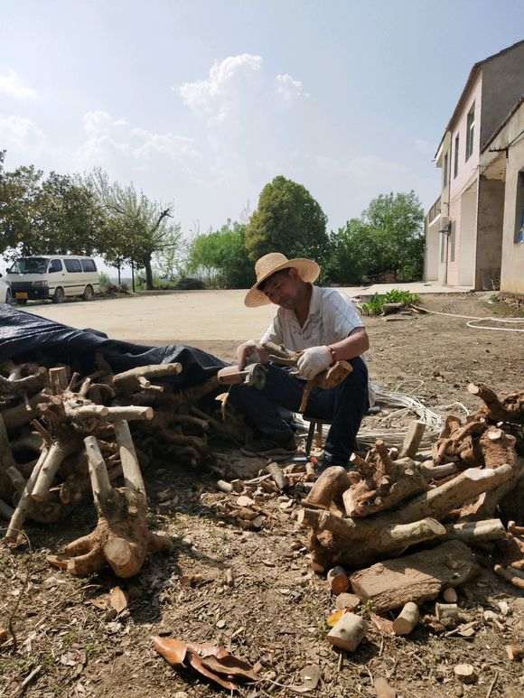 对节白蜡下山桩怎么修根的方法