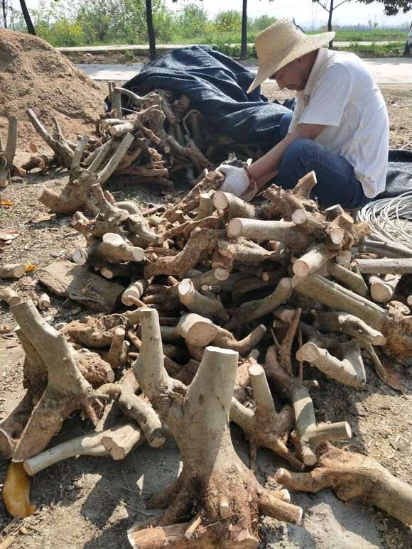 对节白蜡下山桩怎么修根的方法