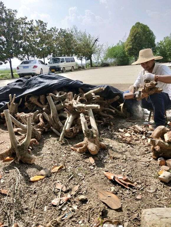 对节白蜡下山桩怎么修根的方法