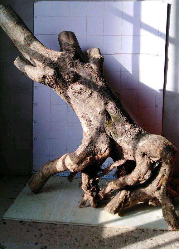 对节白蜡下山桩能不能用赤玉土种 图片