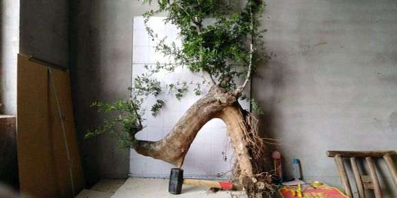 对节白蜡下山桩能不能用赤玉土种 图片