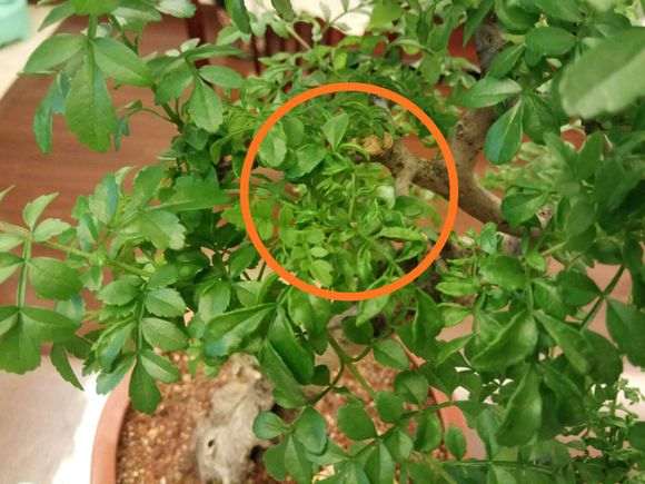 为什么对节白蜡下山桩叶子 出现卷曲