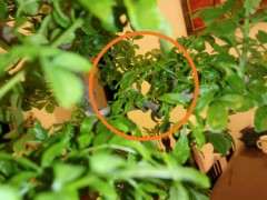 为什么对节白蜡下山桩叶子 出现卷曲